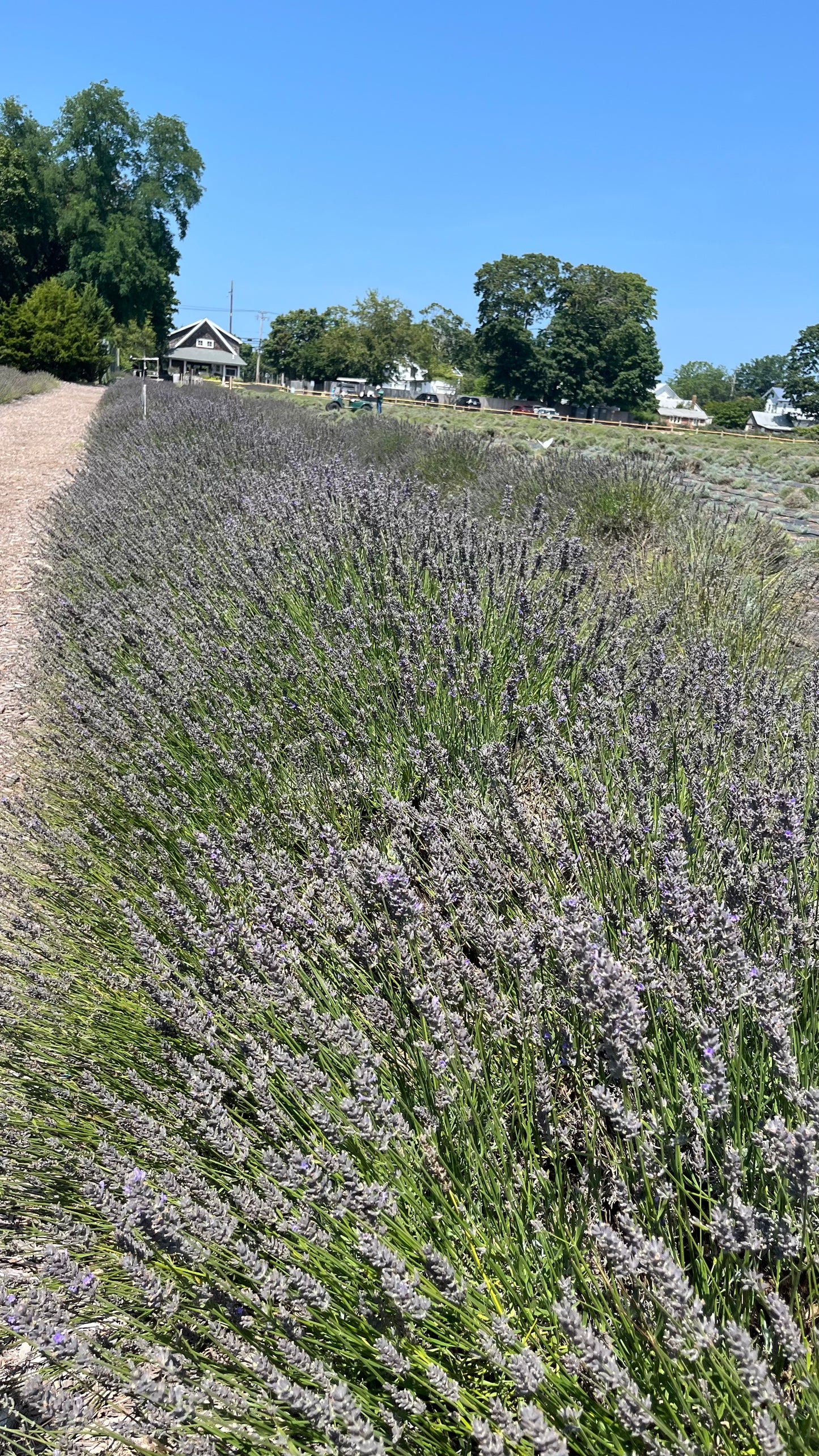 Organic Grown Lavender Bag - Pocket Sized